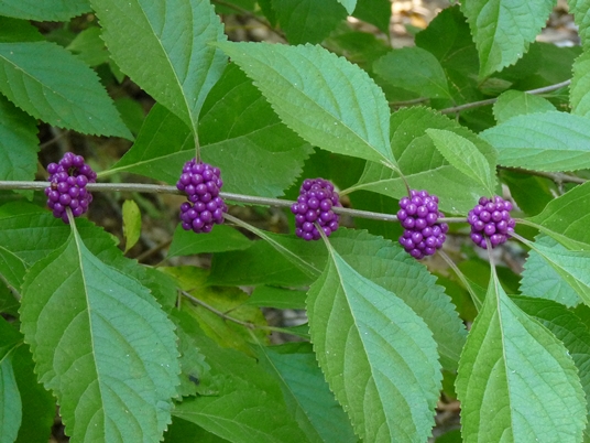{Callicarpa americana}